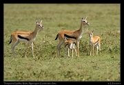  Thompson's Gazelles with young, Ndutu, Ngorongoro Conservation Area � J. Zinn