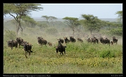  Wildebeest on the run, Ndutu, Ngorongoro Conservation Area � J. Zinn