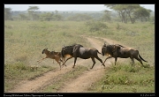  Wildebeest running across the road, Ndutu, Ngorongoro Conservation Area � J. Zinn