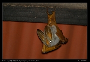  Yellow-winged Bat, Ndutu Lodge � J. Zinn