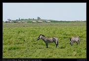  Zebra outside of Maasai village, Ngorongoro Conservation Area � J. Zinn