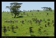  Zebra, Ngorongoro Conservation Area � J. Zinn