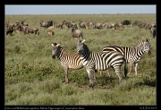  Zebra and Wildebeest migrating herd, Ndutu, Ngorongoro Conservation Area � J. Zinn