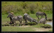  Zebra at the waterhole, Ndutu, Ngorongoro Conservation Area � J. Zinn