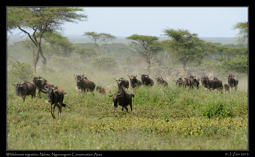 wildebeest_8706b
