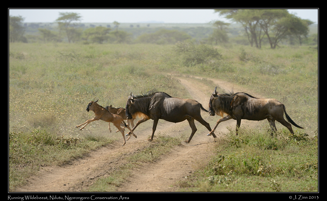 wildebeest_8717a