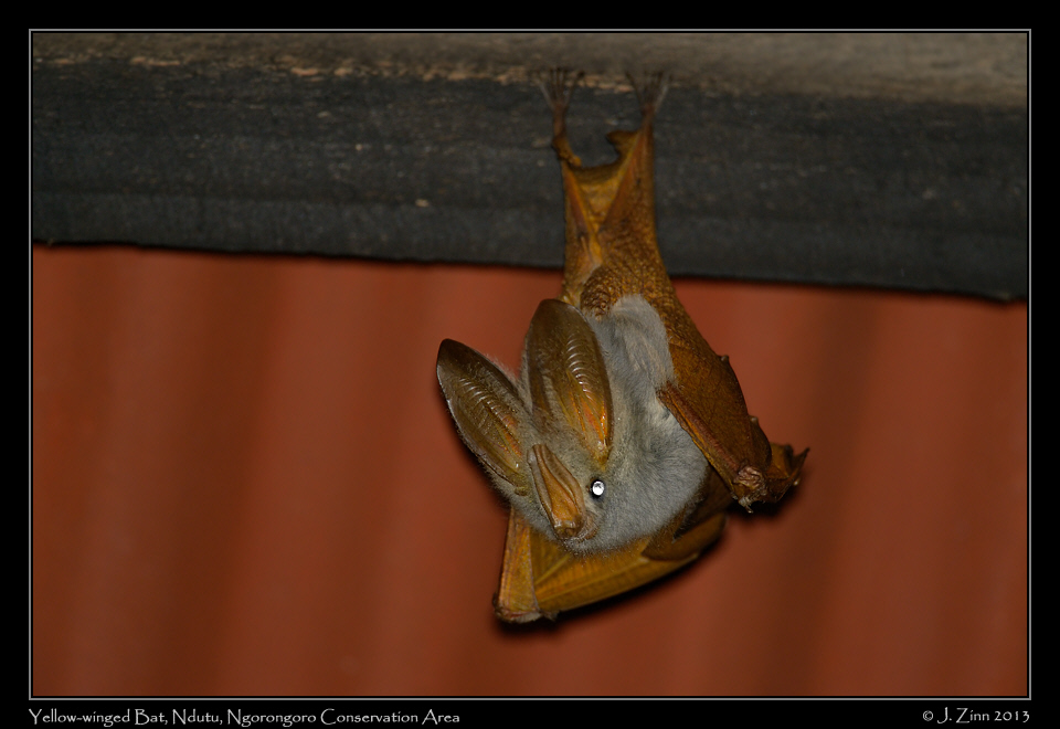 yellow_winged_bat_8272a
