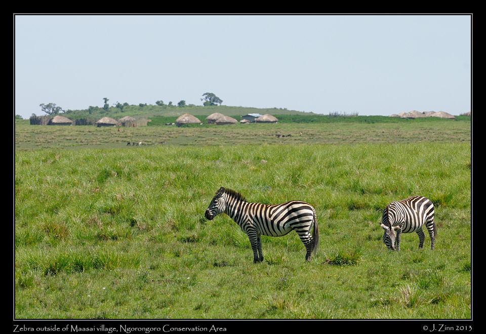 zebra_1304a