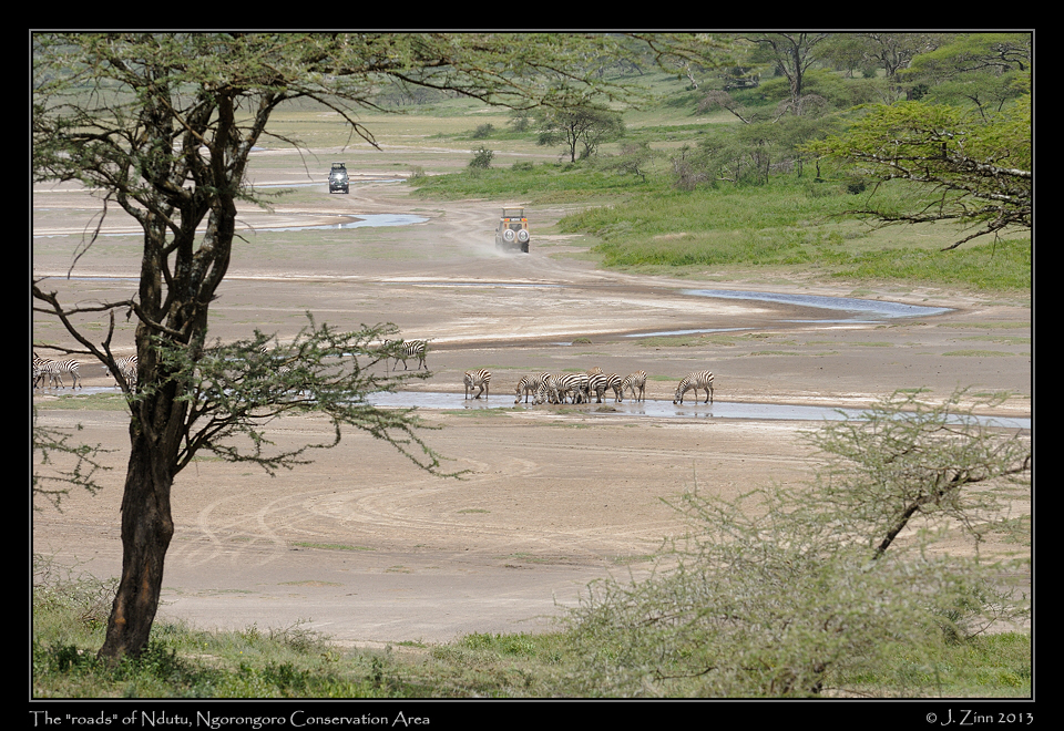 zebra_1985a