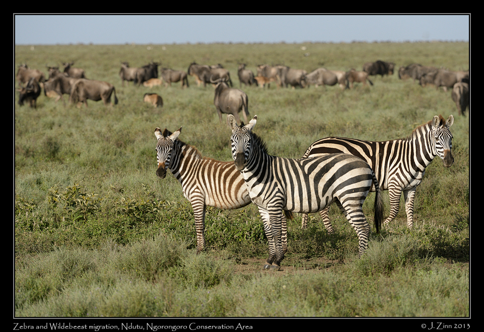 zebra_7540a