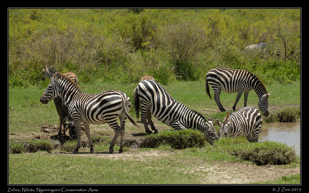 zebra_9049b
