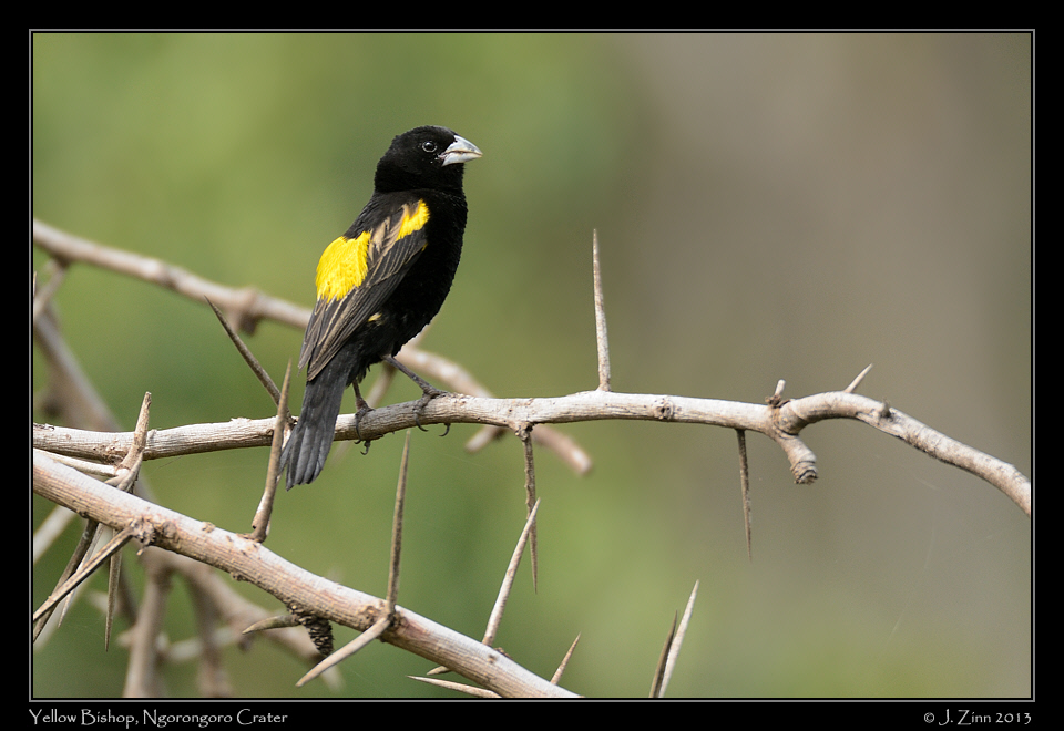 black_bishop_0395a
