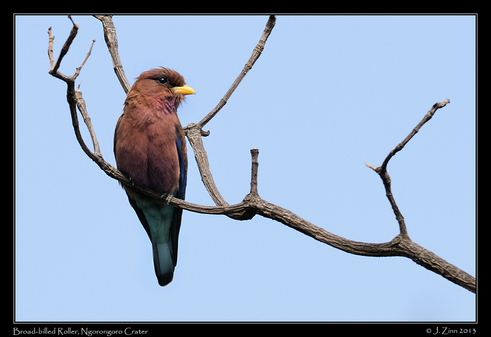 broad_billed_roller_0485a