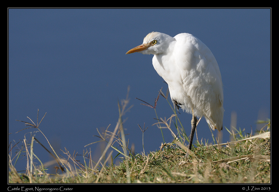 cattle_egret_3019a