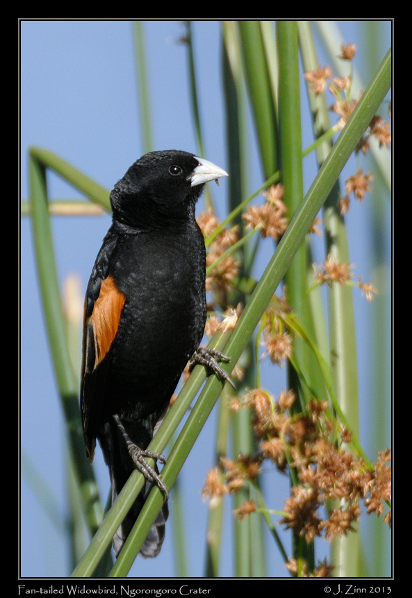 fan_tailed_widowbird_3064a