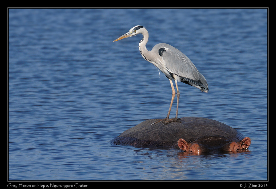grey_heron_3028a