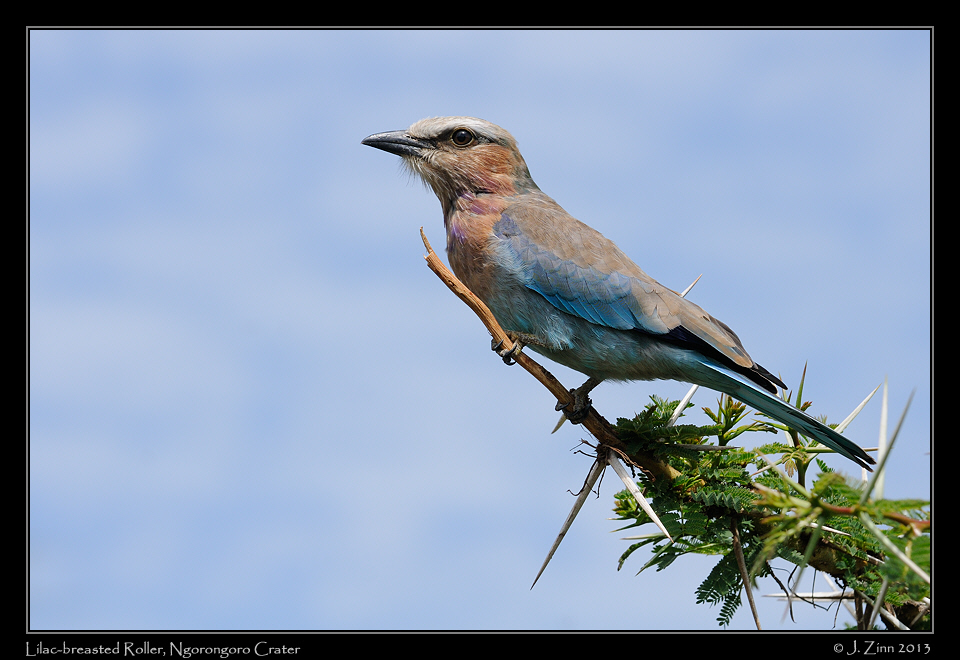 lilac_breasted_roller_3230a