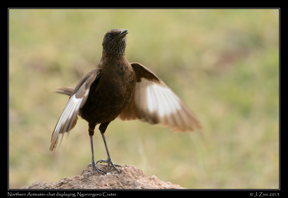 northern_anteater_chat_0392a