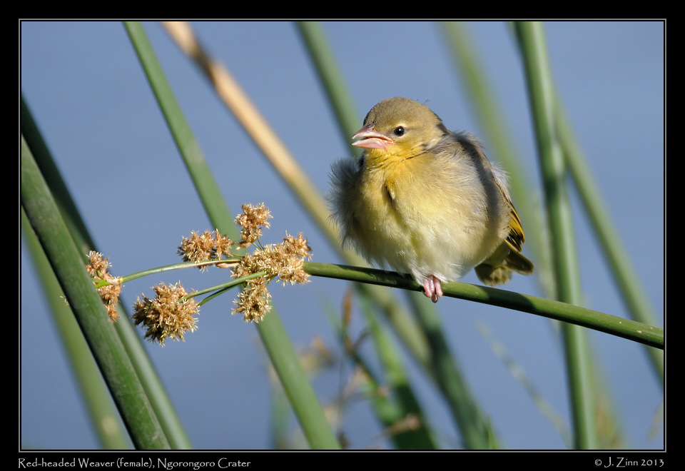 red_headed_weaver_3053a