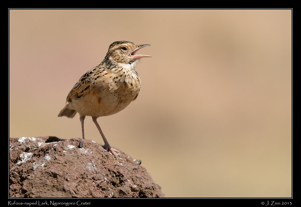rufous_naped_lark_0539a
