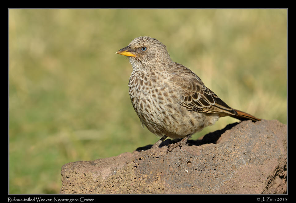 rufous_tailed_weaver_0099a