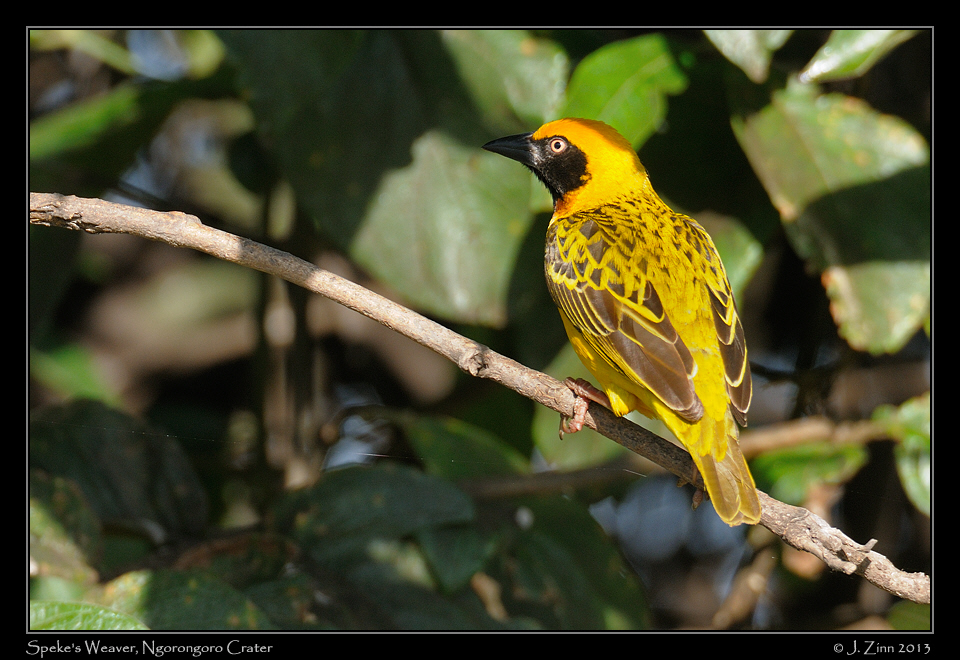 spekes_weaver_3042a