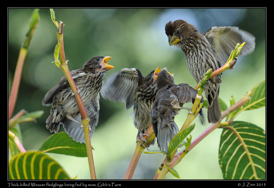 thick_billed_weaver_3308a