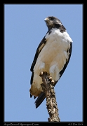  Augur Buzzard, Ngorongoro Crater � J. Zinn