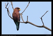  Broad-billed Roller, Ngorongoro Crater � J. Zinn