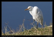  Cattle Egret, Ngorongoro Crater � J. Zinn