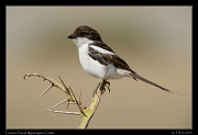  Common Fiscal, Ngorongoro Crater � J. Zinn