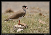  Crowned Lapwing, Ngorongoro Crater � J. Zinn