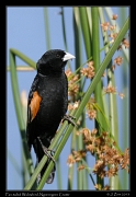  Fan-tailed Widowbird, Ngorongoro Crater � J. Zinn