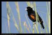  Fan-tailed Widowbird, Ngorongoro Crater � J. Zinn