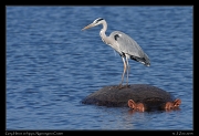  Grey Heron on hippo perch, Ngorongoro Crater � J. Zinn