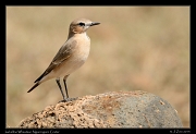  Isabelline Wheatear, Ngorongoro Crater � J. Zinn