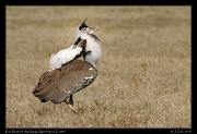  Kori Bustard displaying, Ngorongoro Crater � J. Zinn