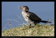  Long-tailed (Reed) Cormorant, Ngorongoro Crater � J. Zinn