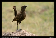  Northern Anteater-chat, Ngorongoro Crater � J. Zinn
