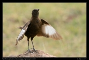  Northern Anteater-chat displaying, Ngorongoro Crater � J. Zinn