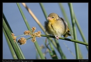  Red-headed Weaver (female), Ngorongoro Crater � J. Zinn