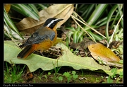  Ruppell's Robin-chat, Gibbs Farm � J. Zinn