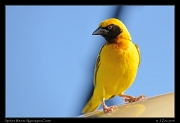  Speke's Weaver, Ngorongoro Crater � J. Zinn