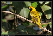  Speke's Weaver, Ngorongoro Crater � J. Zinn