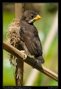  Thick-billed (Grosbeak) Weaver fledgling, Gibbs Farm � J. Zinn