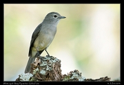  White-eyed Slaty Flycatcher, Gibbs Farm � J. Zinn