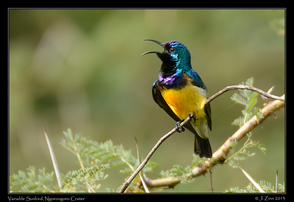 variable_sunbird_0404a