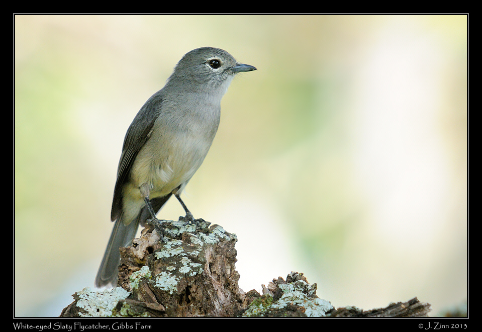 white_eyed_slaty_flycatcher_3294a