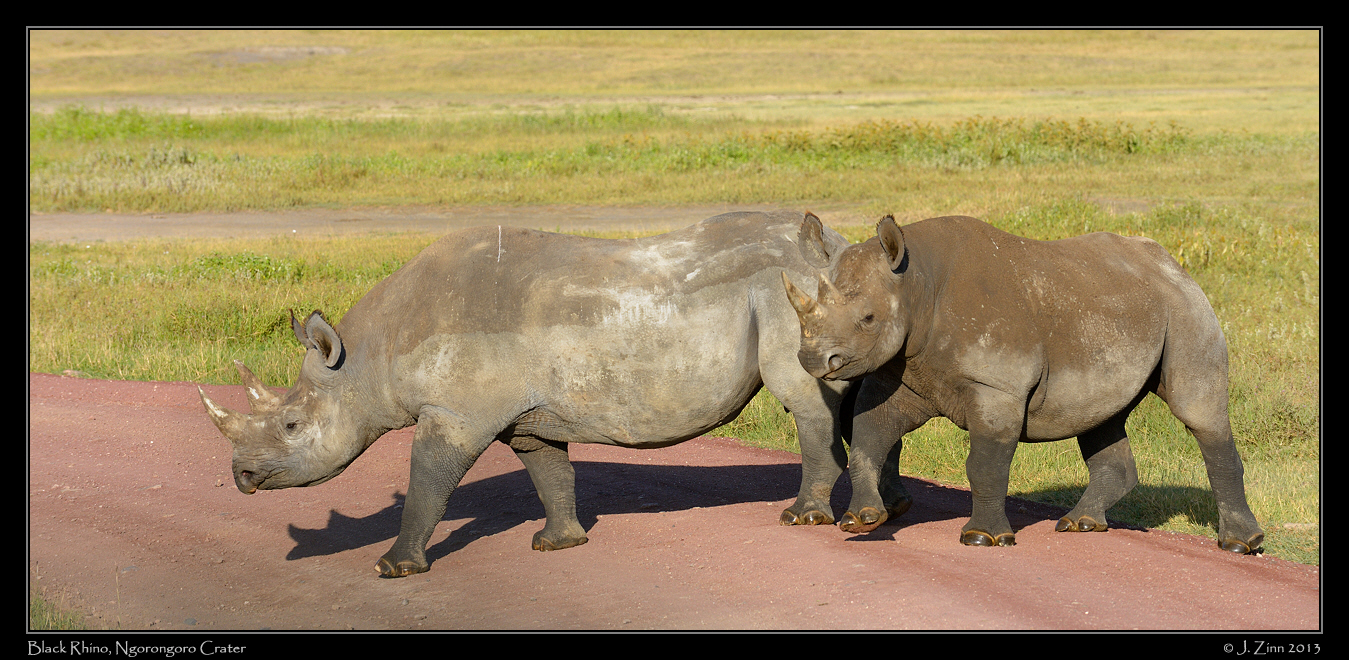 black_rhino_ngorongoro_0041a