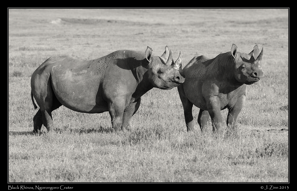 black_rhino_ngorongoro_2991abw